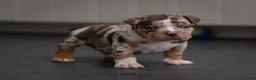 Amerikaanse Bully honden te koop: American Bully pocket pups verwacht  - Advertentie 15