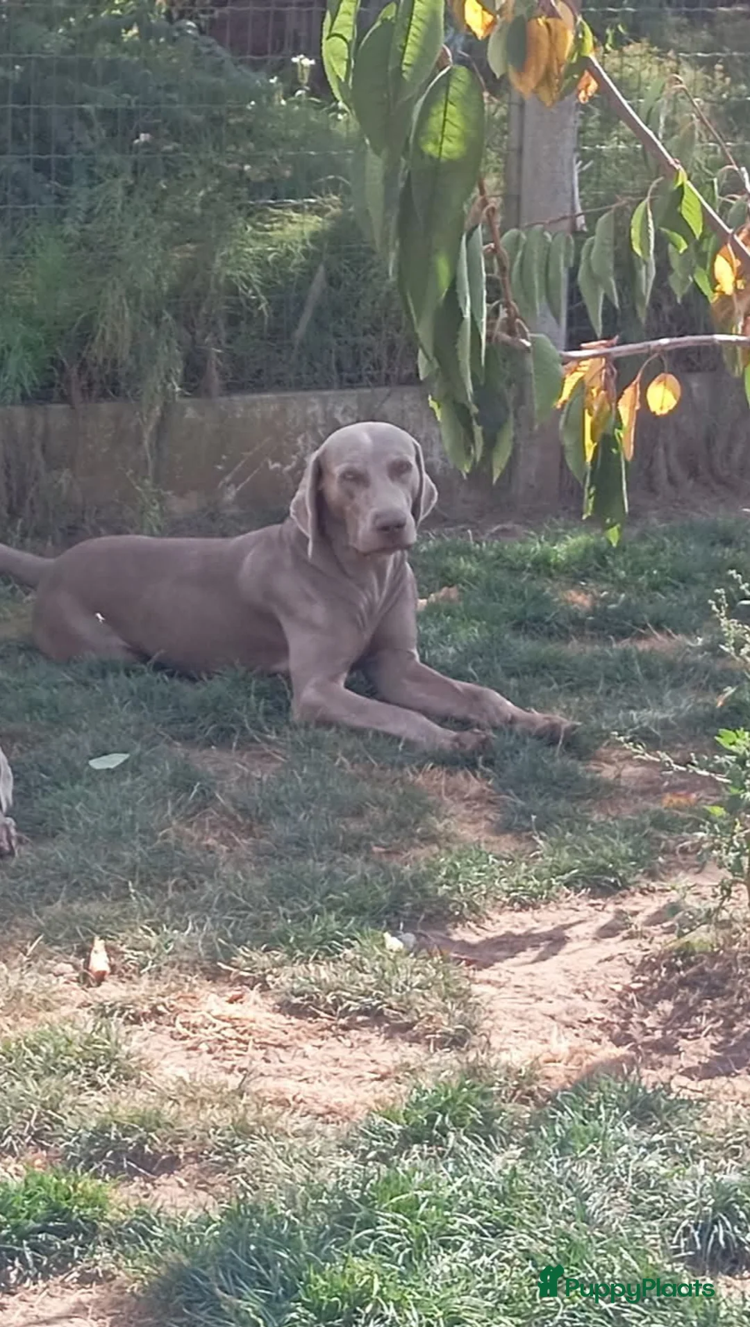 Galerij afbeelding {{count}}