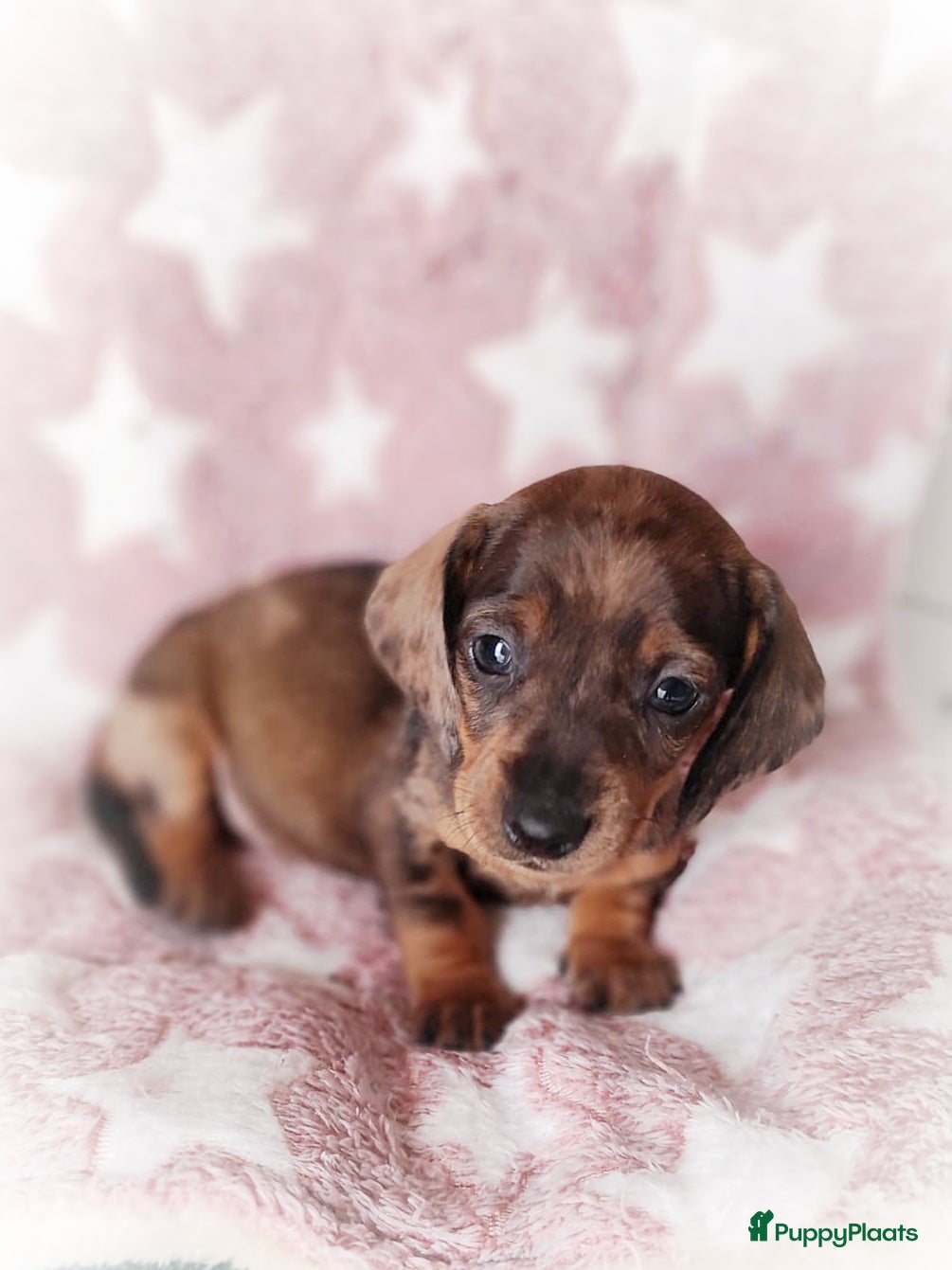 Teckel (korthaar)  honden Prachtige dwergteckel pupjes - Advertentie 3