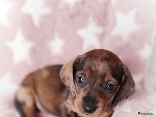 Teckel (korthaar) honden Prachtige dwergteckel pupjes - Advertentie 3