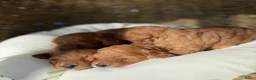 Labradoodle honden te koop: Mini labradoodle  - Advertentie 10