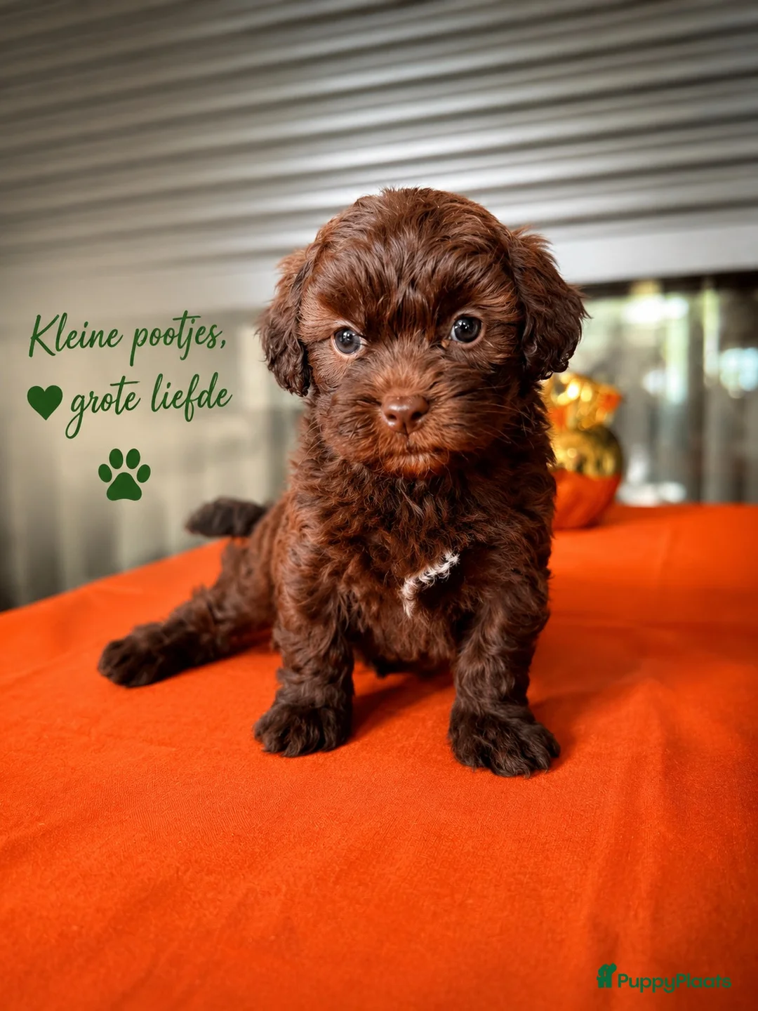 Maltipoo honden te koop: Maltipoo pup - Advertentie 15