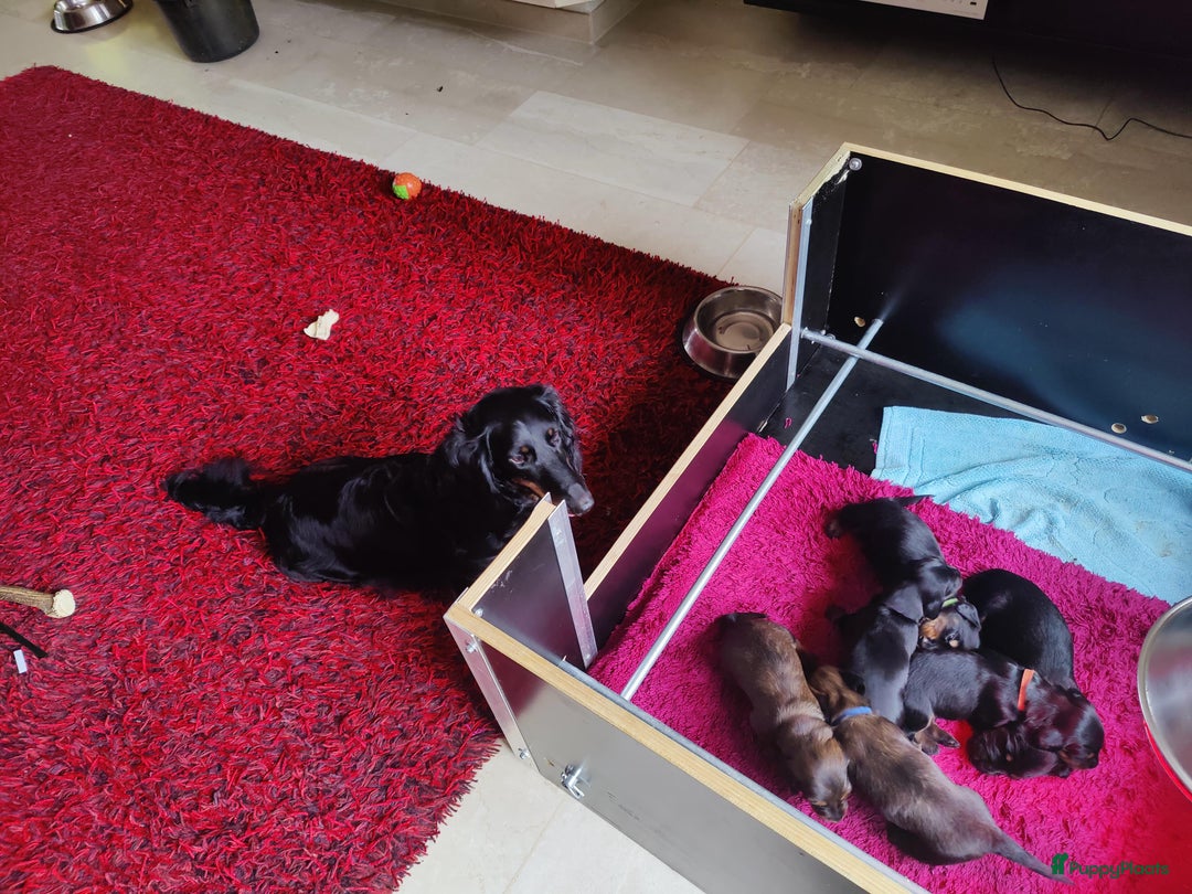 Teckel (langhaar) honden te koop: Eén pup beschikbaar Standaard langhaar teckel pups - Advertentie 7