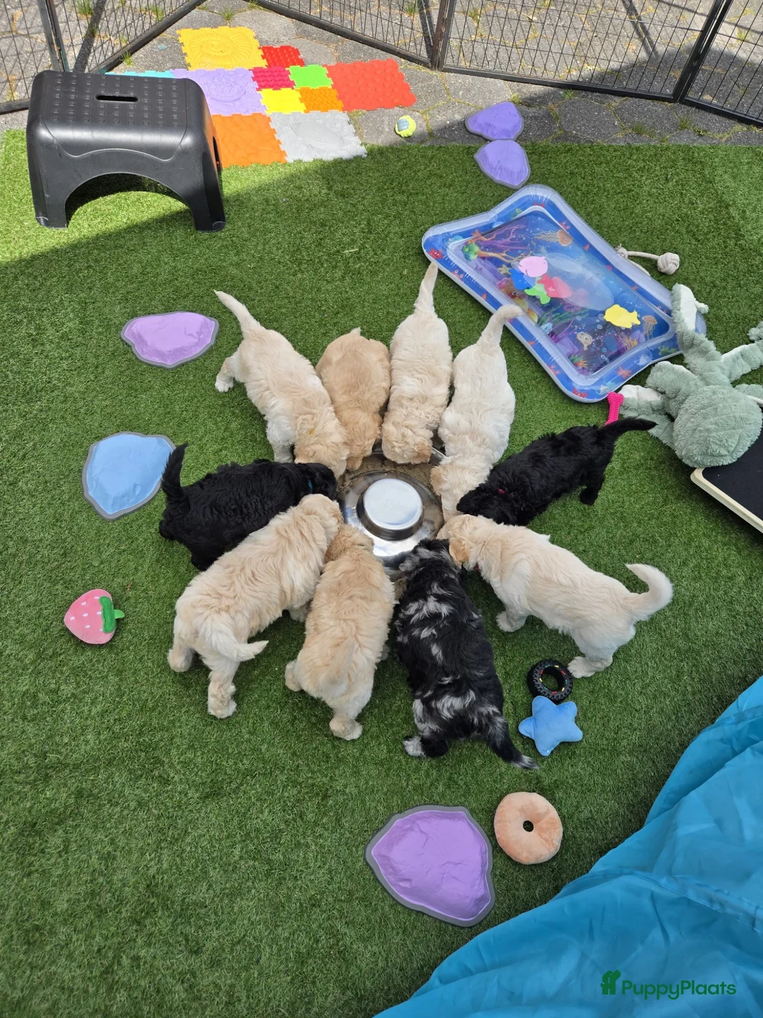Labradoodle honden te koop: Prachtige labradoodle pups beschikbaar  - Advertentie 21