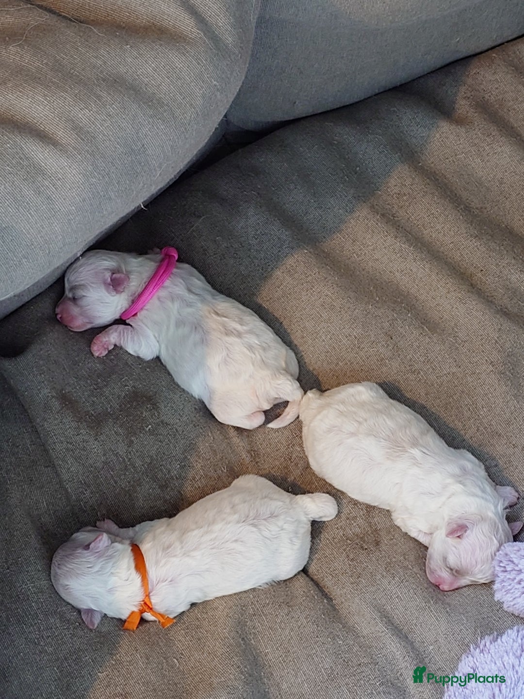 Bichon Frisé honden te koop: Koninklijke hond: Bichon Frisé met stamboom - Advertentie 3