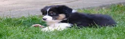 Australian Shepherd honden te koop: 🐾 Australian Shepherd pups, Super sociaal 🌸 - Advertentie 9