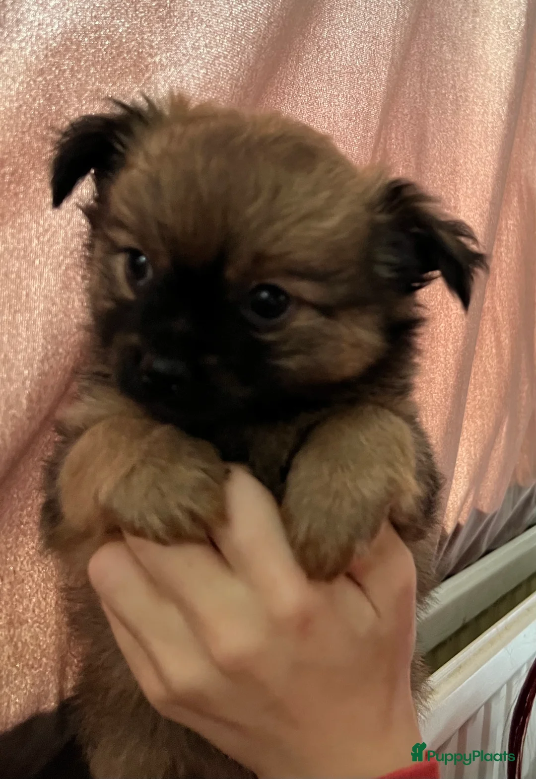 Pomchi honden te koop: Lieve Pomchi pups - Advertentie 11