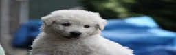 Kuvasz honden te koop: **Bijzondere Kuvasz pups uit een droomcombinatie** - Advertentie 24