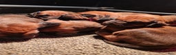 Rhodesian Ridgeback honden te koop: Rhodesian Ridgeback pups  - Advertentie 20