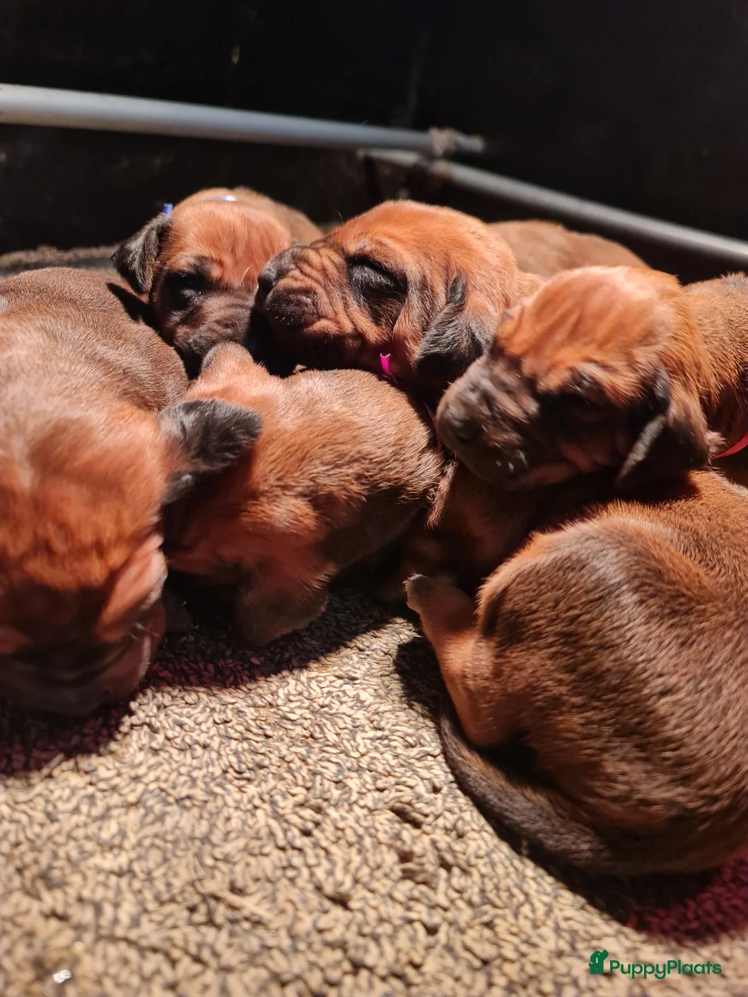 Rhodesian Ridgeback honden te koop: Rhodesian Ridgeback pups  - Advertentie 20