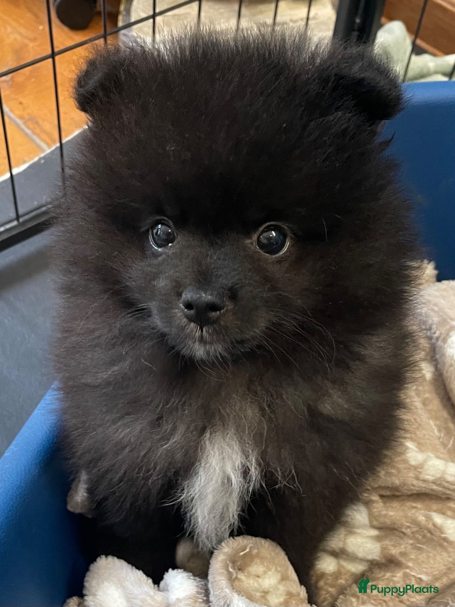 Pomeriaan honden 5 Prachtige Pomeriaan/dwergkees pups.🩵🩷 - Advertentie 1