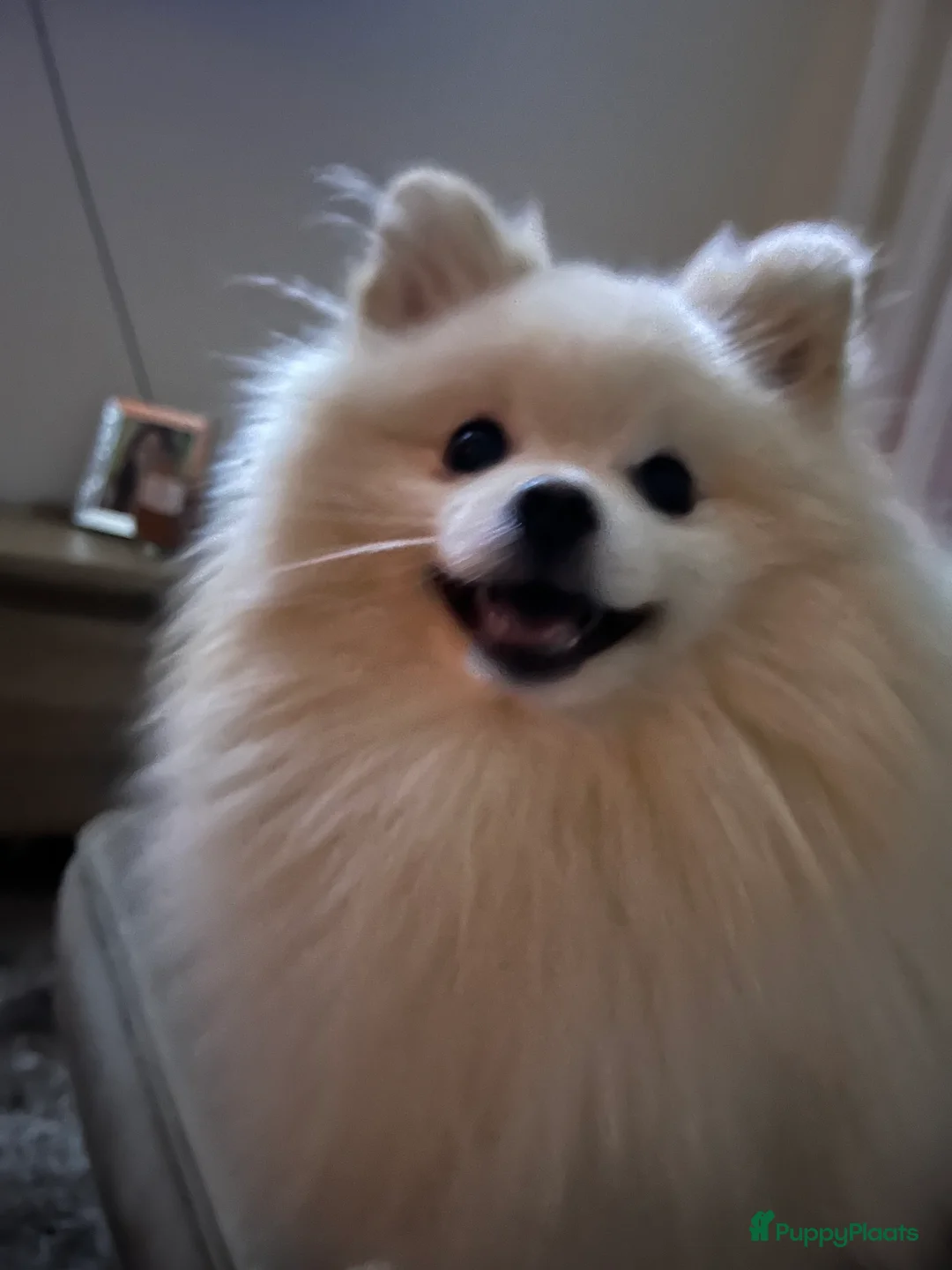 Pomeriaan honden ter dekking: Mooi dekreu pomeriaan  - Advertentie 2