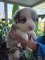 Welsh Corgi Cardigan Puppy 1