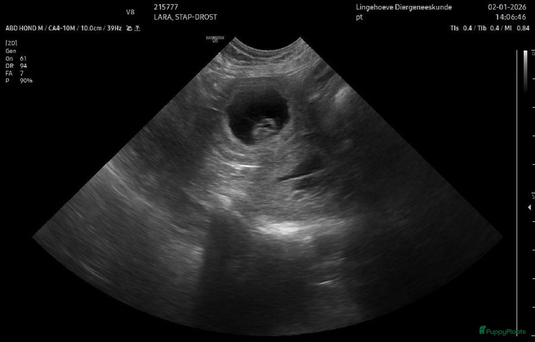 Labrador Retriever honden te koop: Verwacht labradorpups – voorjaar 2026 - Advertentie 6