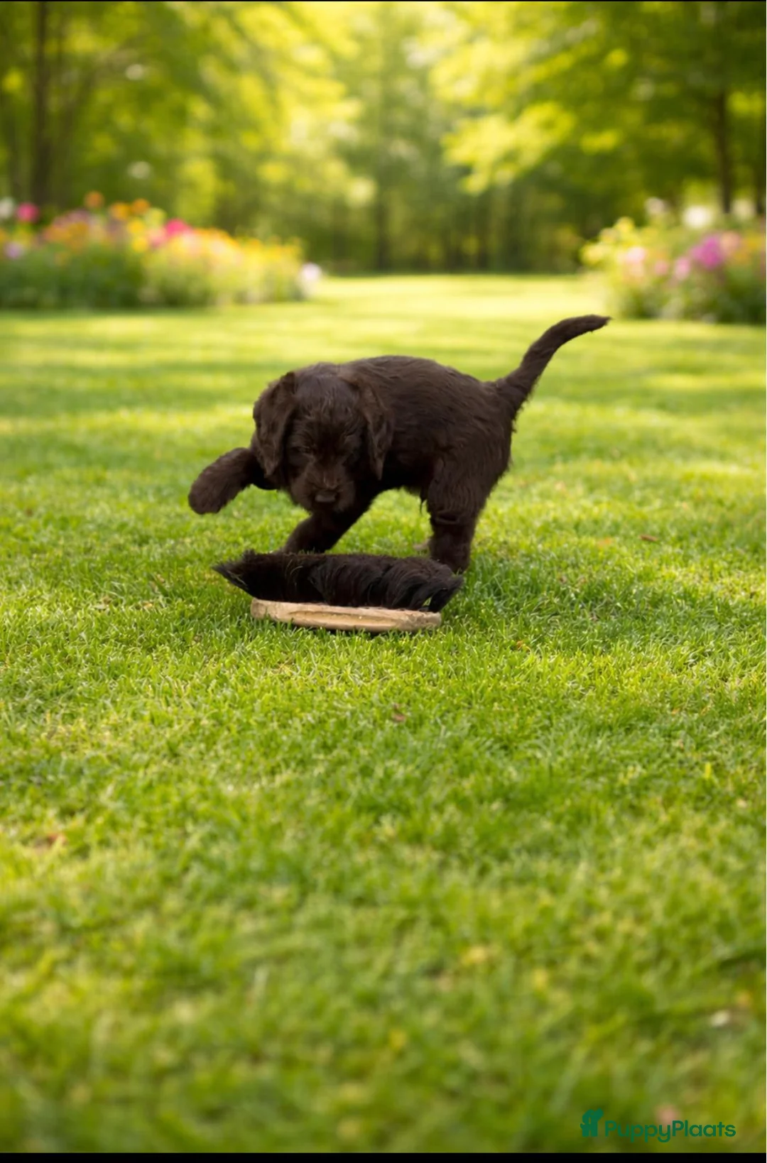 Labradoodle honden te koop: Labradoodle pups  - Advertentie 2