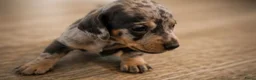 Teckel (korthaar)  honden te koop: Sweet Miniature Dachshund Puppies ❤️ - Advertentie 9