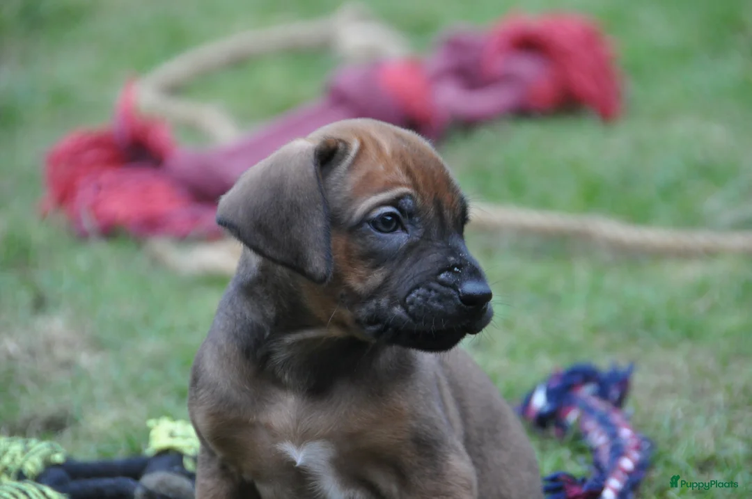 Rhodesian Ridgeback honden te koop: Prachtige Rhodesian Ridgeback pups met stamboom - Advertentie 3