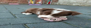 Border Collie 2