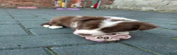 Border Collie honden te koop: Border collie pups - Advertentie 9