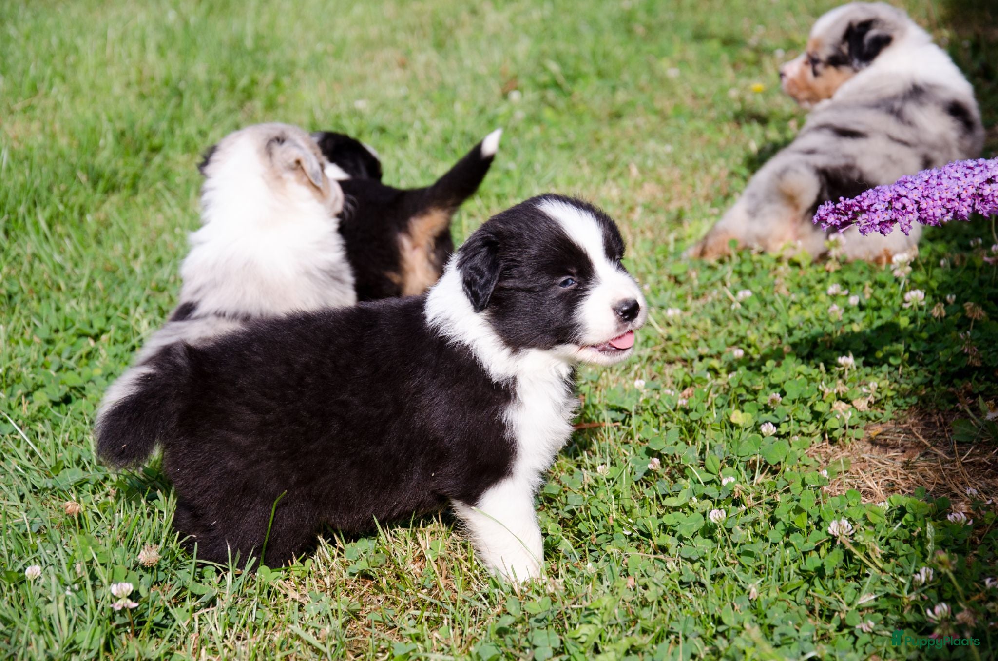 Border Collie honden Border collie geboren op boerderij (BE) - Advertentie 1