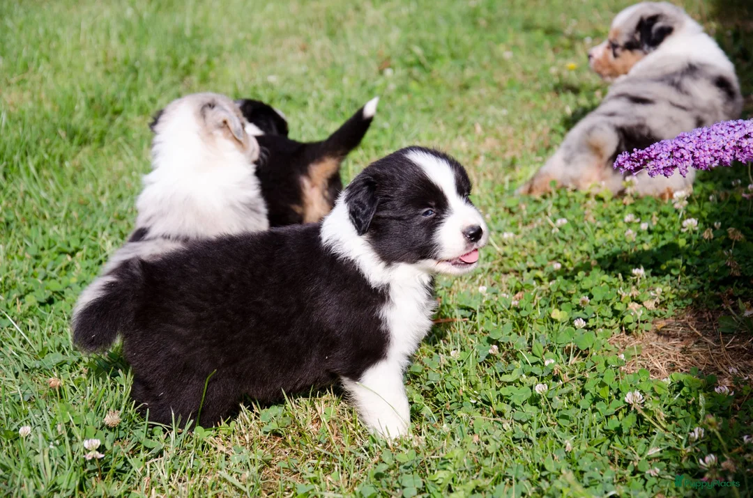 Border Collie honden te koop: Border collie geboren op boerderij (BE) - Advertentie 1