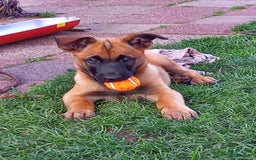 Mechelse Herder honden te koop: Puppy's Mechelse herder - mogen naar nieuw huisje - Afbeelding 1