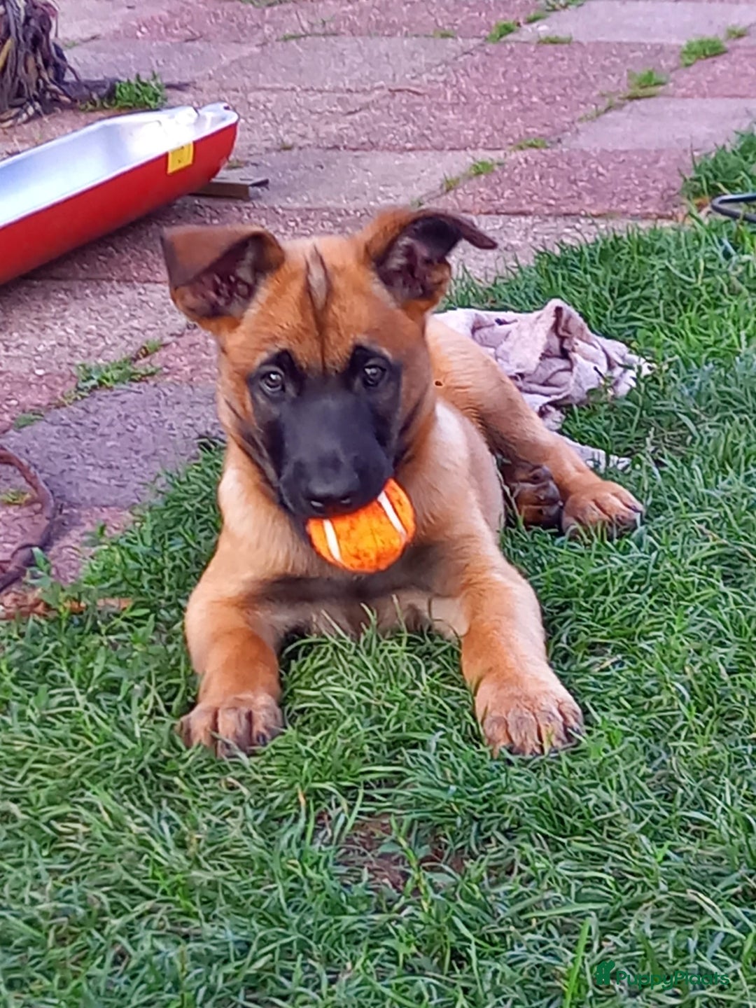 Mechelse Herder honden te koop: Puppy's Mechelse herder - mogen naar nieuw huisje - Afbeelding 1