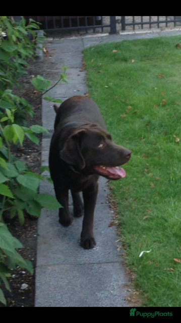 Labrador Retriever honden Staat ter dekking labrador met stamboom  - Advertentie 2