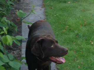 Labrador Retriever honden Staat ter dekking labrador met stamboom - Advertentie 2