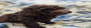 Labradoodle 7