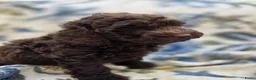 Labradoodle honden te koop: Labradoodle pups - Advertentie 17