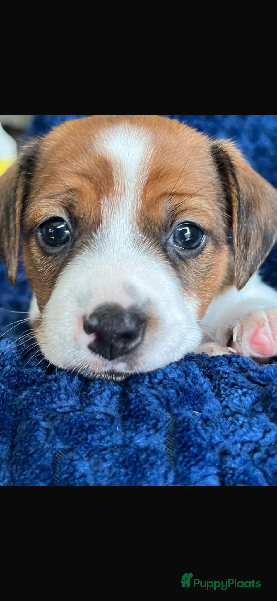 Jack Russel Terriër honden Raszuivere Jack Russell pups - Advertentie 1