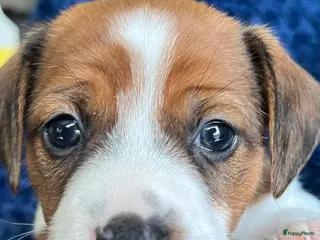 Jack Russel Terriër honden Raszuivere Jack Russell pups - Advertentie 1