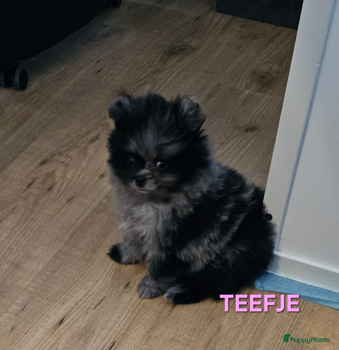 Pomeriaan honden te koop: mooie pomeriaan pups - Advertentie 4