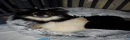 Pomeriaan honden te koop: Pomeriaan pups in Hollandscheveld - Advertentie 5