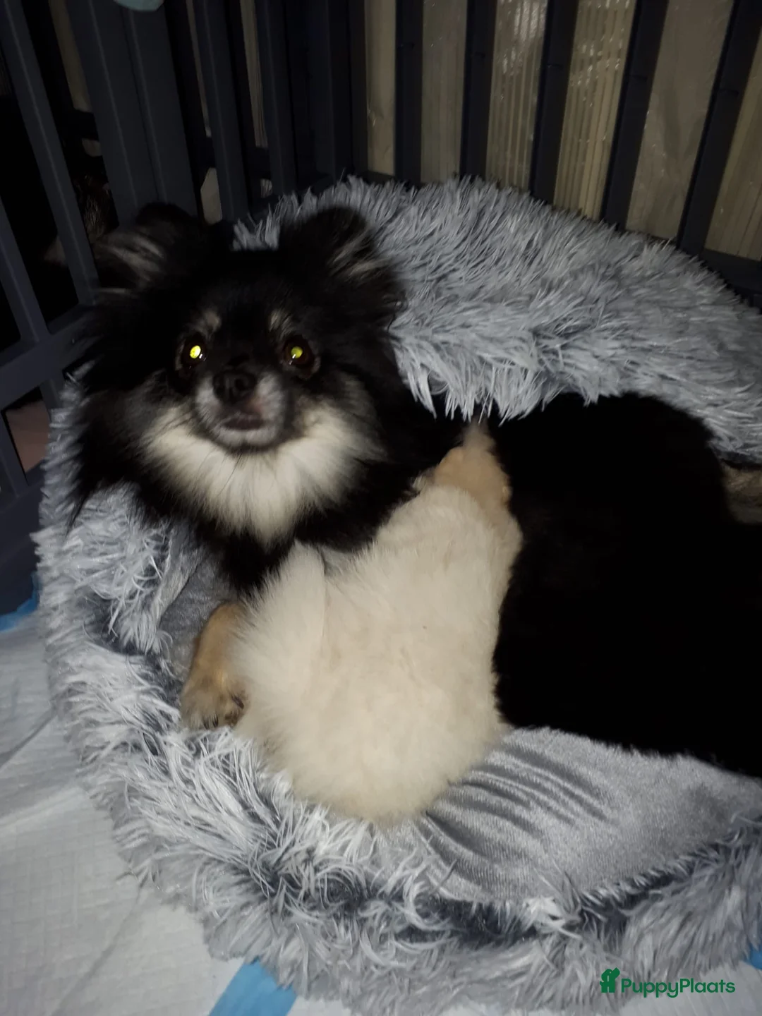 Pomeriaan honden te koop: Pomeriaan pups in Hollandscheveld - Advertentie 5