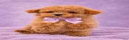 Maltipoo honden te koop: Maltipoo reutje super mooi, uit geteste ouders - Advertentie 5