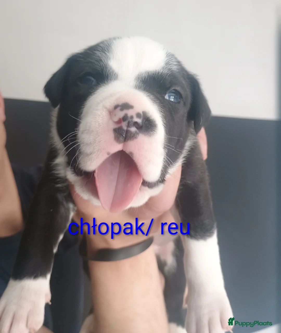 Kruising honden te koop: Vader american bully/ moeder pitbull/ amerikanse s - Advertentie 2