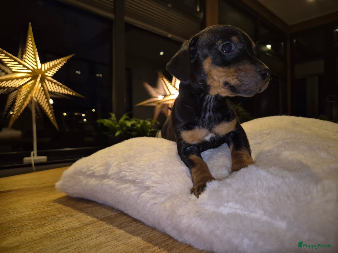 Jack Russel Terriër honden te koop: JACK RUSSEL PUPS - Advertentie 6