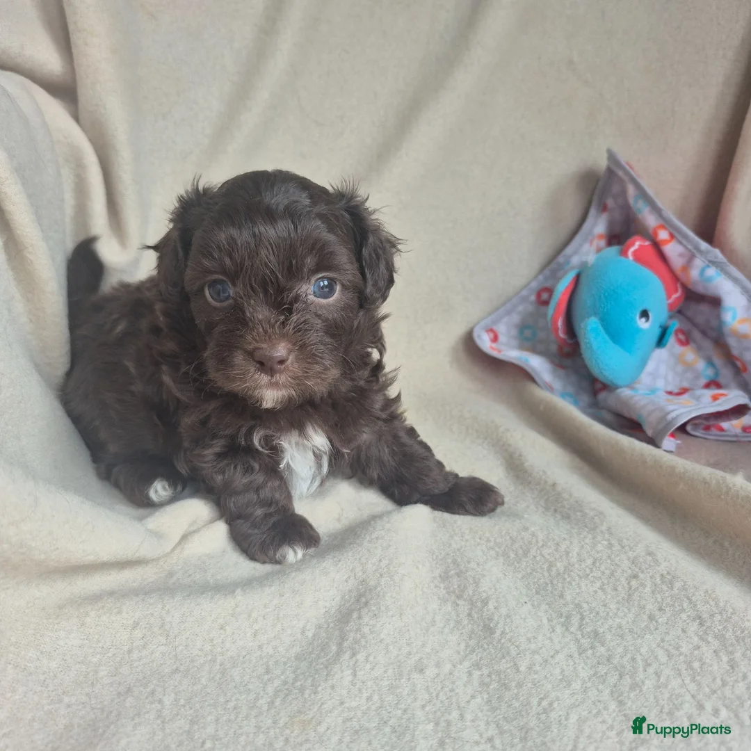 Kruising honden te koop: Lieve mini boompoo  - Advertentie 2