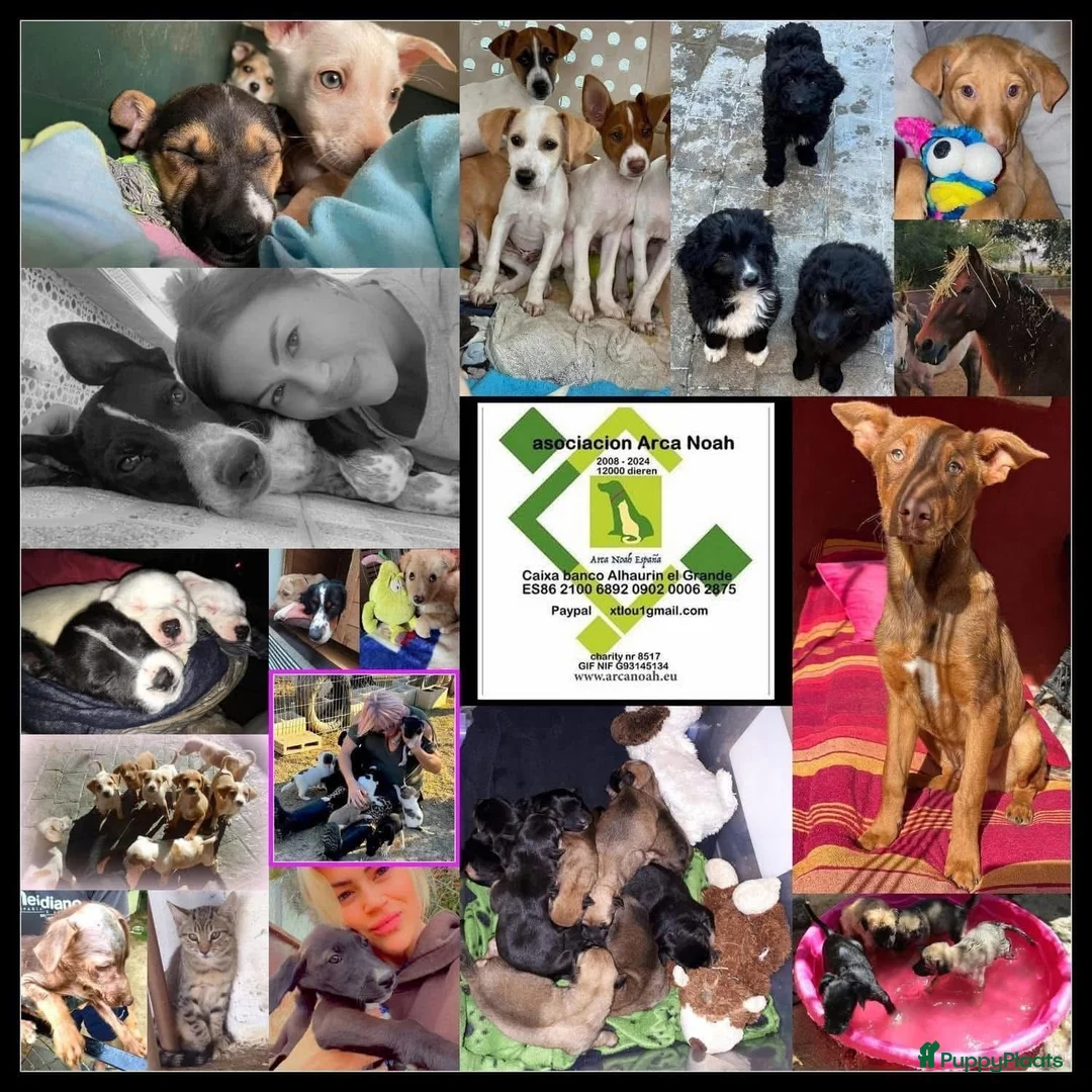 Kruising honden ter adoptie: Babina zoekt een gouden mandje  - Advertentie 2