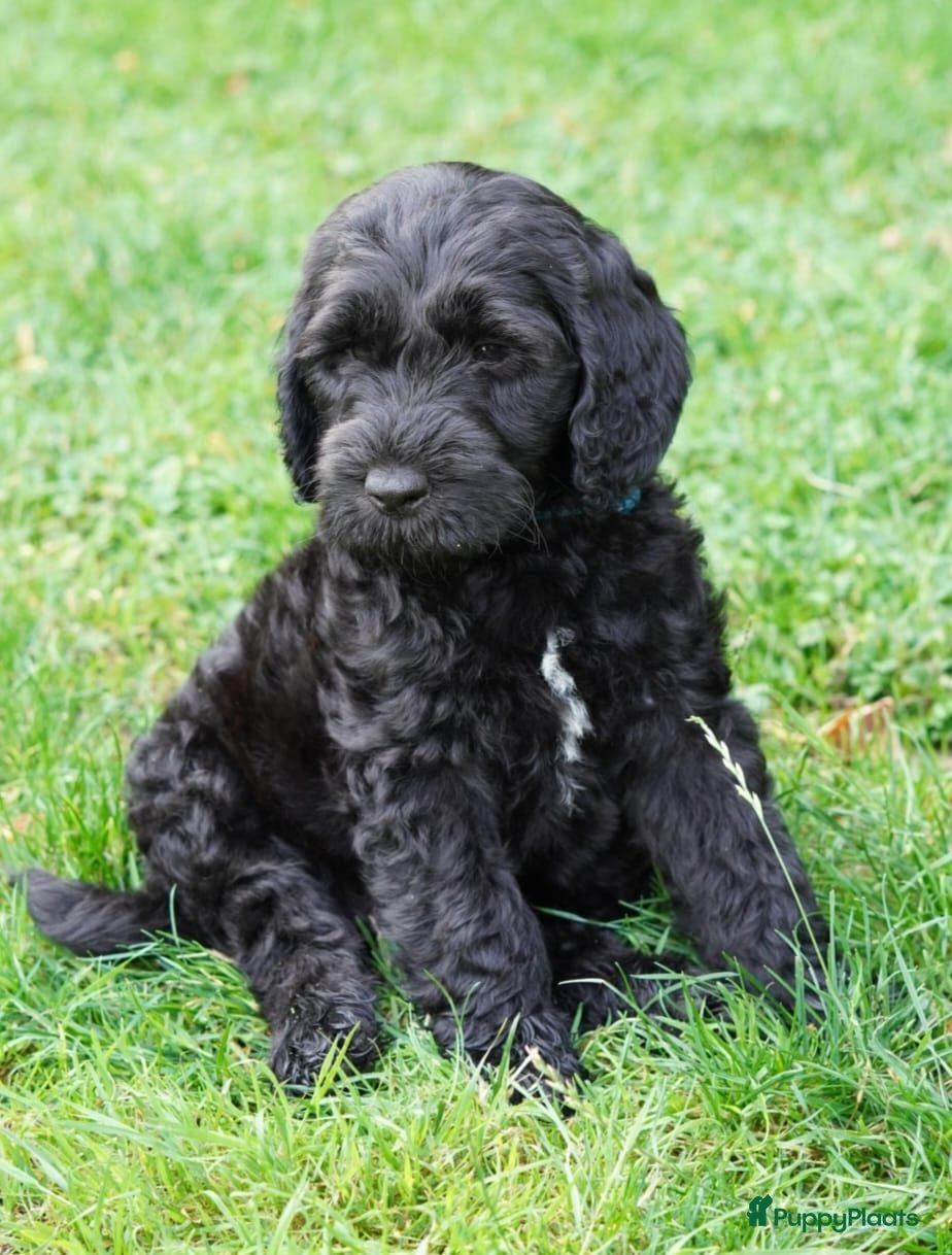 Labradoodle honden Labradoodle pups - nog 4 beschikbaar  - Advertentie 15