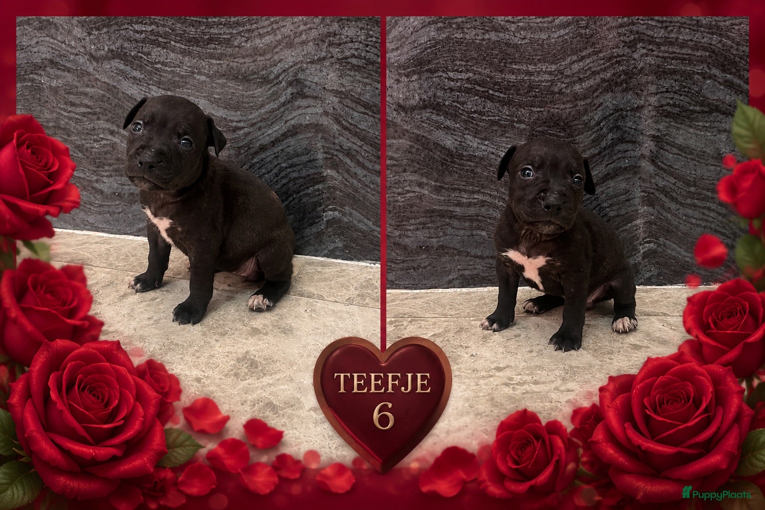 American Staffordshire Terriër honden Amerikaanse Stafford Pups - Advertentie 2