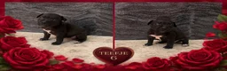 American Staffordshire Terriër honden te koop: Amerikaanse Stafford Pups - Advertentie 1