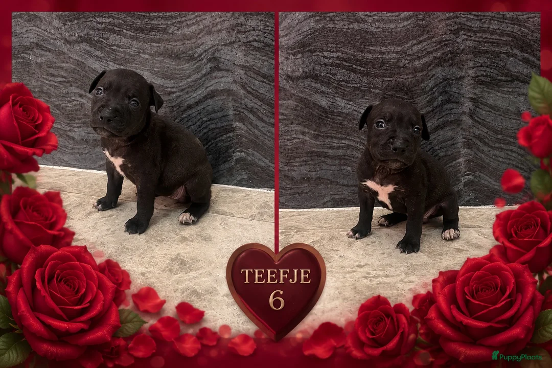 American Staffordshire Terriër honden te koop: Amerikaanse Stafford Pups - Advertentie 1