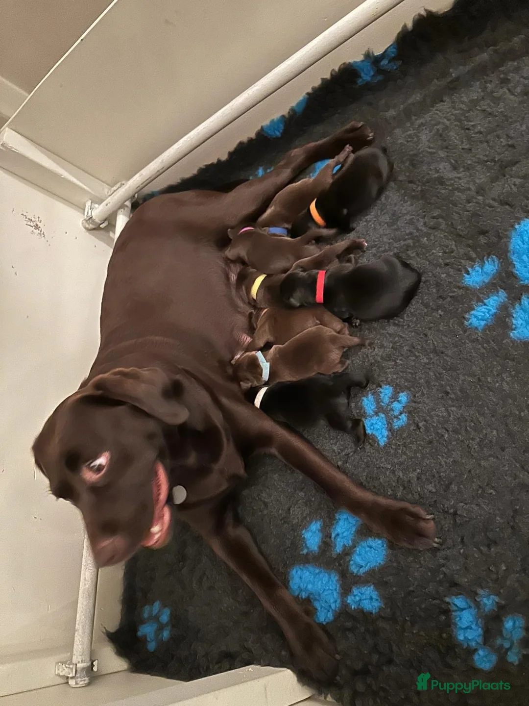 Kruising honden te koop: Labrador (kruising) puppy's te koop - Advertentie 2