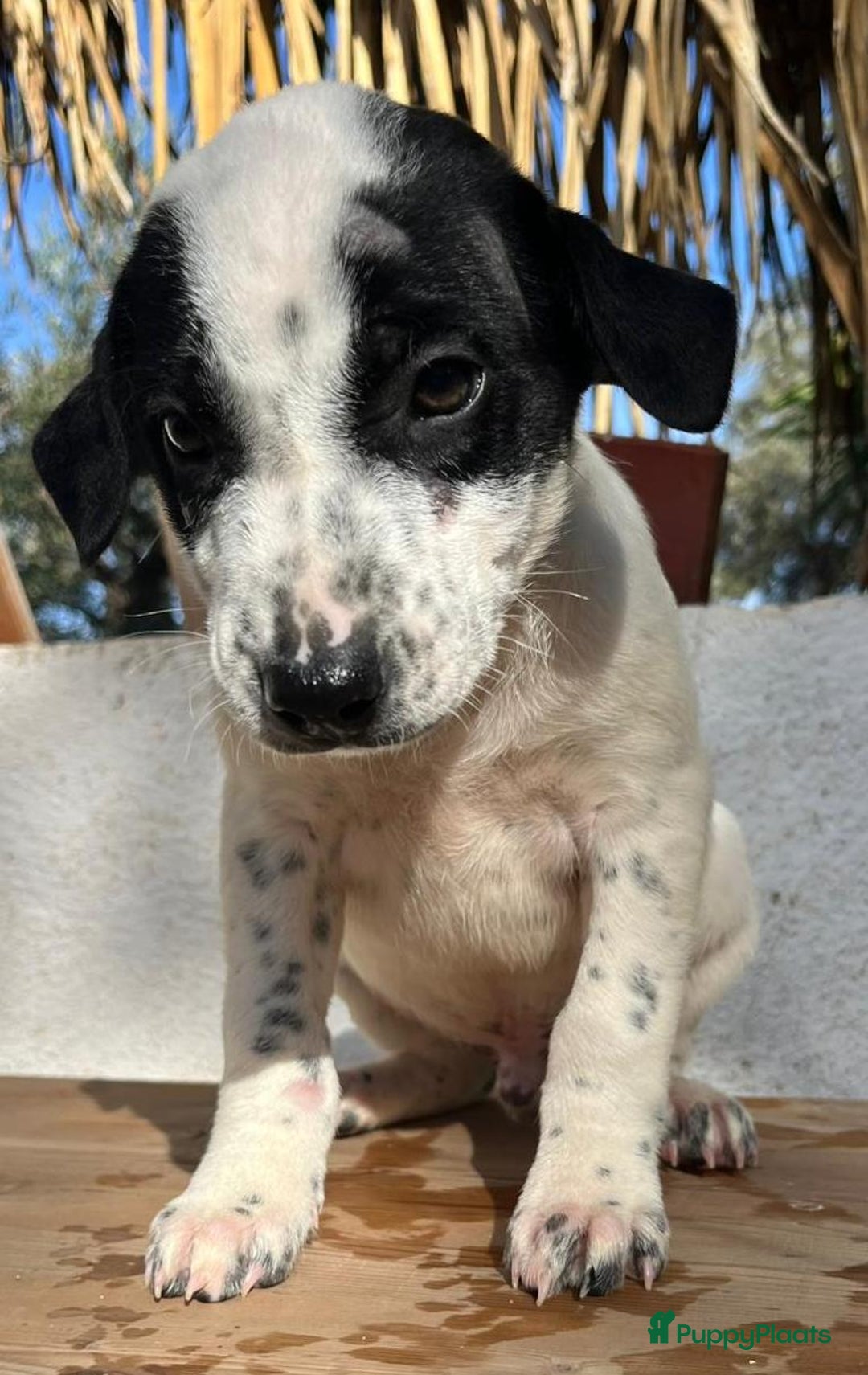 Kruising honden ter adoptie: Gunter zoekt een  vriendje voor het leven  - Advertentie 6