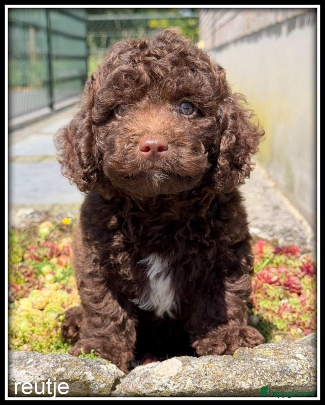 Kruising honden Boompoo pups F1b. Boomer x poedel - Advertentie 3