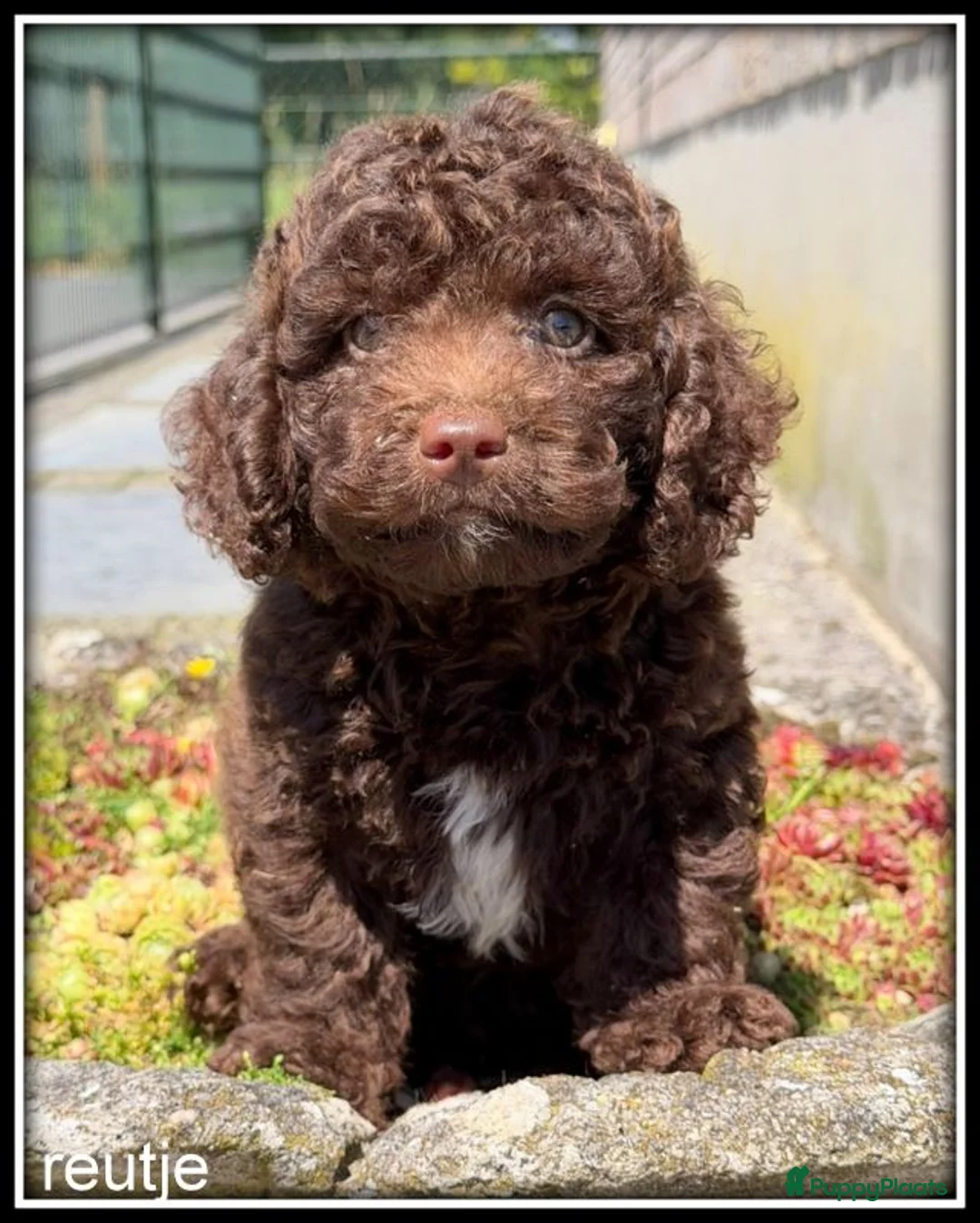 Kruising honden te koop: Boompoo pups F1b. Boomer x poedel - Advertentie 1