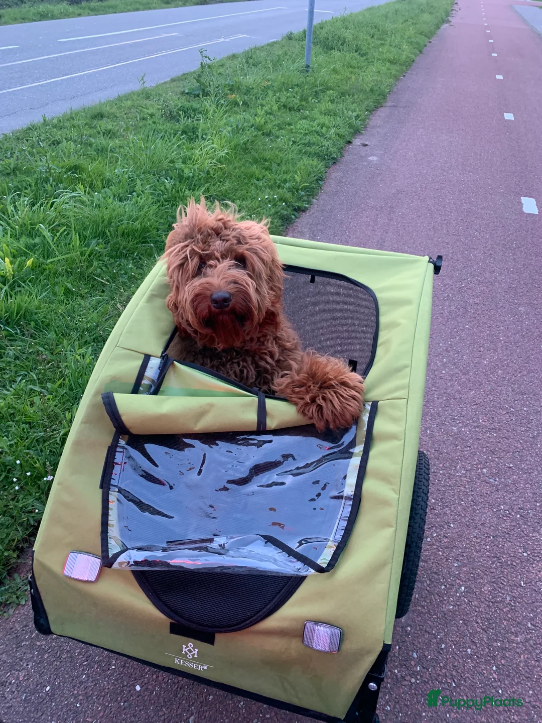 Australian Labradoodle honden ter dekking: Australian Labradoodle dekreu – volledig getest - Advertentie 10